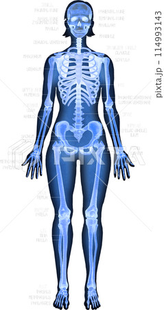 Realistic watercolor x-ray illustration of a human skeleton isolated on a dark background 114993143