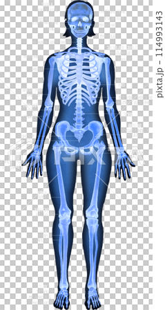 Realistic watercolor x-ray illustration of a human skeleton isolated on a dark background 114993143