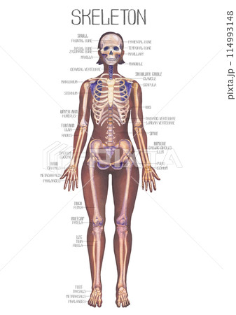 Detailed watercolor illustration of a female human body anatomy showcases skeletal structure Detailed watercolor illustration of a female human body anatomy showcases skeletal structure 114993148