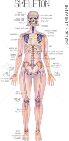 Detailed watercolor illustration of a female human body anatomy showcases skeletal structure 114993149