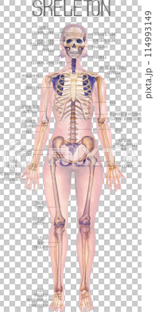 Detailed watercolor illustration of a female human body anatomy showcases skeletal structure Detailed watercolor illustration of a female human body anatomy showcases skeletal structure 114993149
