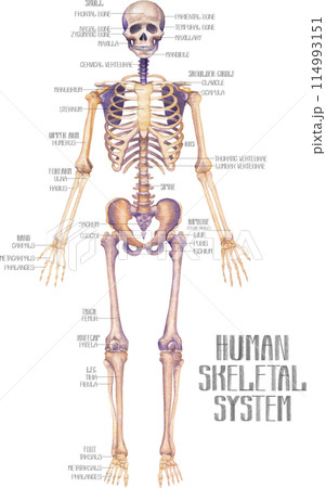 Realistic detailed watercolor human skeleton Realistic detailed watercolor human skeleton 114993151