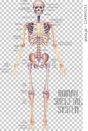 Realistic detailed watercolor human skeleton Realistic detailed watercolor human skeleton 114993151