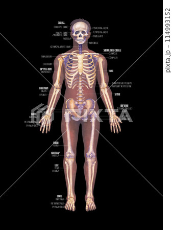 Detailed watercolor illustration of a male human body anatomy showcases skeletal structure 114993152