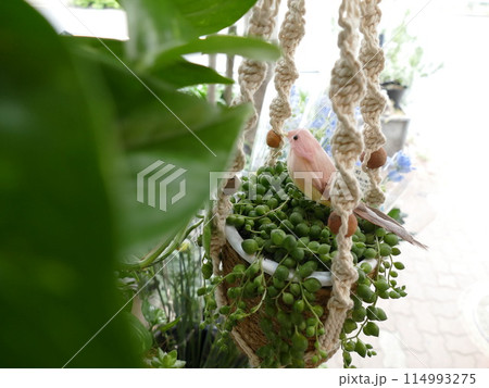 人気の多肉植物 人気の多肉植物 114993275