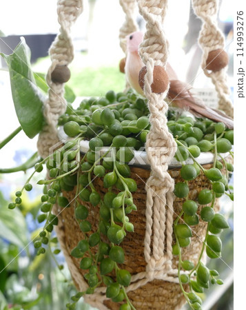 人気の多肉植物 114993276