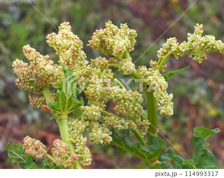 ルバーブの花とコピースペース 114993317