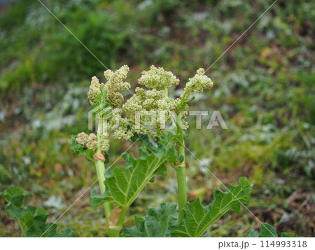 ルバーブの花とコピースペース 114993318