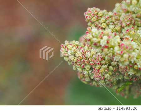 ルバーブの花とコピースペース 114993320