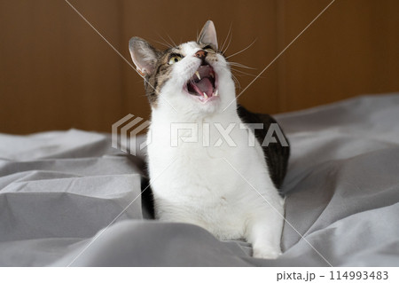 鳴いている猫 キジトラ白 鳴いている猫 キジトラ白 114993483