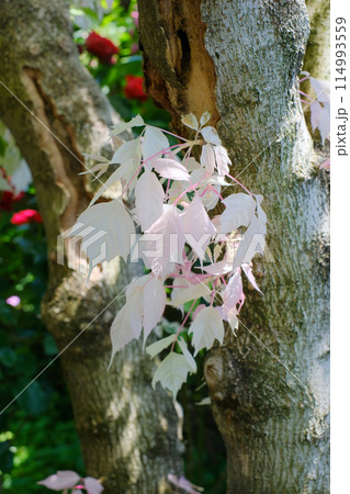 Negrand maple flamingo - Stock Photo [114993559] - PIXTA