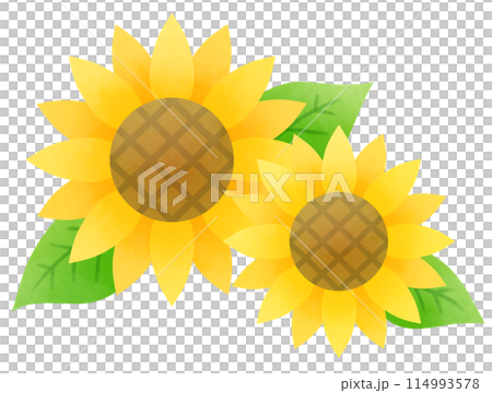 Set of sunflowers and leaves in full bloom 114993578