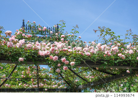 薔薇の屋根　ローズガーデン 114993674