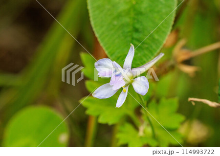 可憐なセリバヒエンソウの花 可憐なセリバヒエンソウの花 114993722