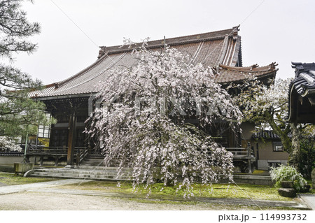 瑞泉寺のシダレザクラ 瑞泉寺のシダレザクラ 114993732