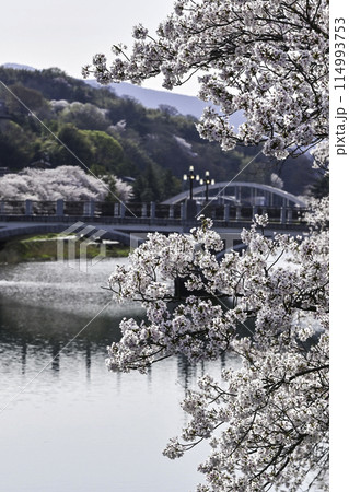 金沢浅野川界隈の桜 114993753