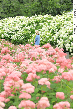 東京サマーランドあじさい園 東京サマーランドあじさい園 114993903