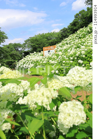 東京サマーランドあじさい園 東京サマーランドあじさい園 114993914