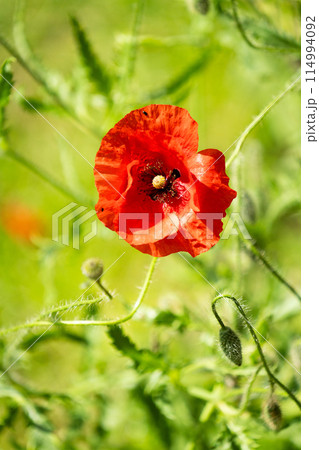 Red poppy flower close up 114994092