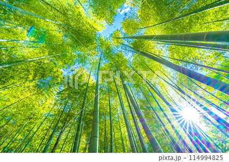 日本の横浜都市景観 黄色みがかり始めた美しい竹林と太陽光…希望の光…＝5月16日 114994825