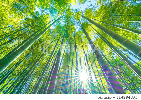 日本の横浜都市景観 黄色みがかり始めた美しい竹林と太陽光…希望の光…＝5月16日 114994833