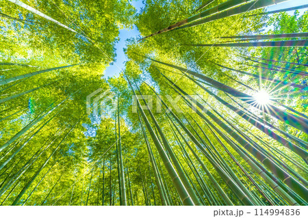 日本の横浜都市景観 黄色みがかり始めた美しい竹林と太陽光…希望の光…＝5月16日 114994836