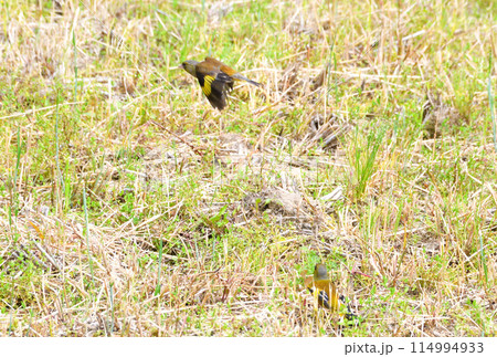 カワラヒワ 114994933