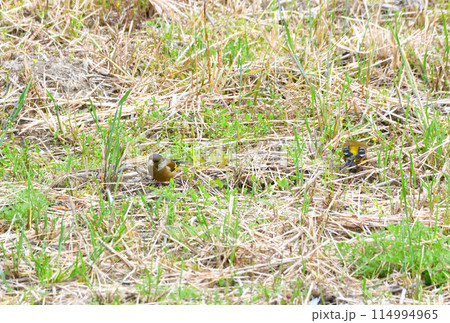 カワラヒワ 114994965