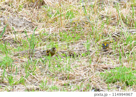 カワラヒワ 114994967