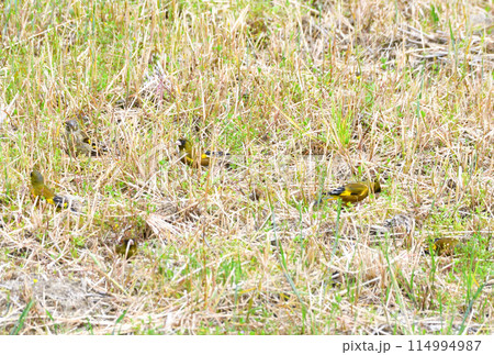 カワラヒワ 114994987