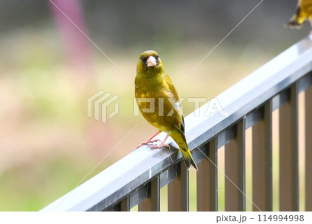 カワラヒワ 114994998