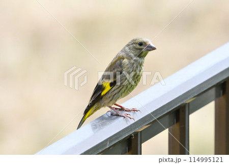 カワラヒワの幼鳥 カワラヒワの幼鳥 114995121
