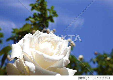薔薇　白 114995503