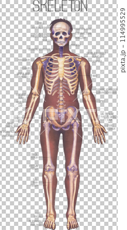 Detailed watercolor illustration of a male human body anatomy showcases skeletal structure Detailed watercolor illustration of a male human body anatomy showcases skeletal structure 114995529