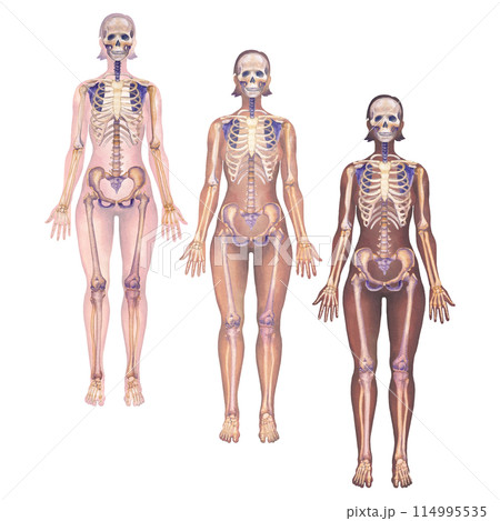Detailed watercolor illustration of a female human skeletal structures 114995535