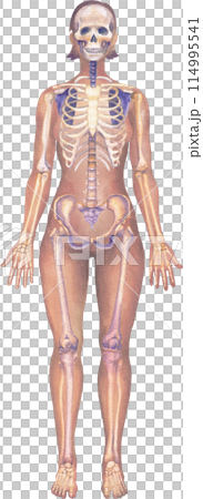 Detailed watercolor illustration of a female human body anatomy showcases skeletal structure 114995541