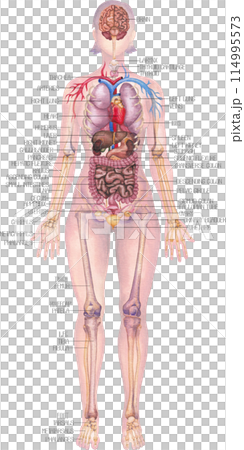 Detailed watercolor illustration of a male human internal organs, skeletal and cardiovascular system Detailed watercolor illustration of a male human internal organs, skeletal and cardiovascular system 114995573