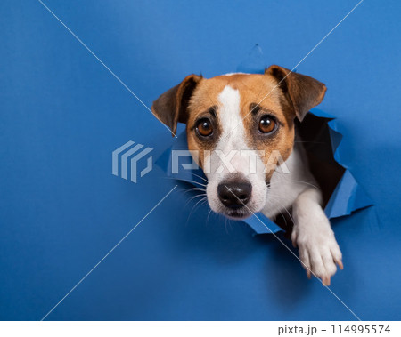 Funny dog jack russell terrier climbs out of a paper blue background breaking a hole in it.  114995574