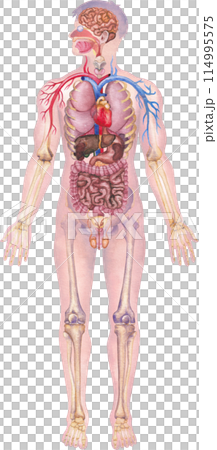 Detailed watercolor illustration of a male human internal organs, cardiovascular and skeletal system Detailed watercolor illustration of a male human internal organs, cardiovascular and skeletal system 114995575