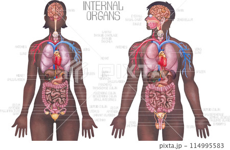 Watercolor male and female human bodies with internal organs and a cardiovascular systems 114995583