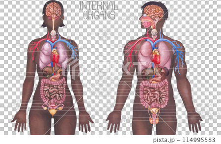 Watercolor male and female human bodies with internal organs and a cardiovascular systems 114995583