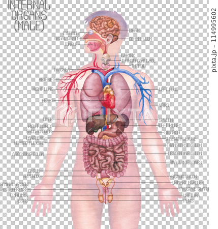 Detailed watercolor illustration of a male human internal organs and cardiovascular system 114995602