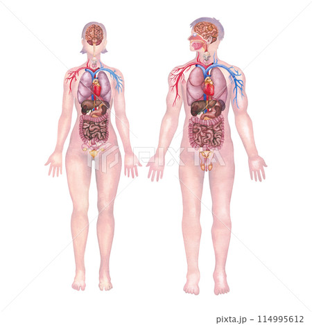 Watercolor male and female human bodies with internal organs and a cardiovascular systems 114995612