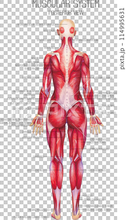 Watercolor anatomical illustration of a female human muscular system Watercolor anatomical illustration of a female human muscular system 114995631