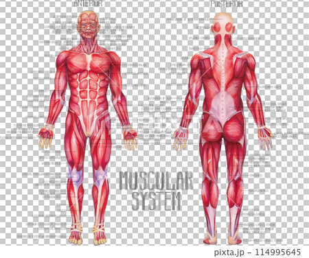 Watercolor anatomical illustration of a male human muscular system 114995645