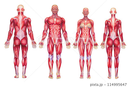 Watercolor anatomical illustration of a male and female human muscular systems Watercolor anatomical illustration of a male and female human muscular systems 114995647