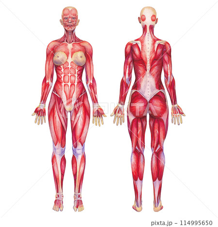 Watercolor anatomical illustration of a female human muscular system Watercolor anatomical illustration of a female human muscular system 114995650