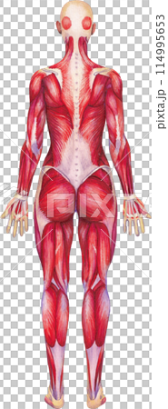Watercolor anatomical illustration of a female human muscular system 114995653