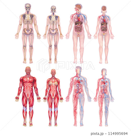 Human Anatomy Illustrations depicting Body...のイラスト素材 [114995694] - PIXTA