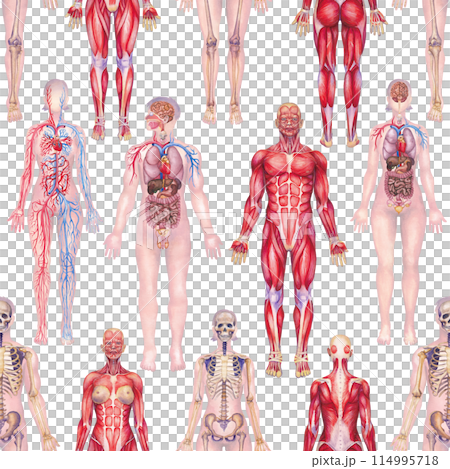 Detailed watercolor illustration of a human anatomy system 114995718